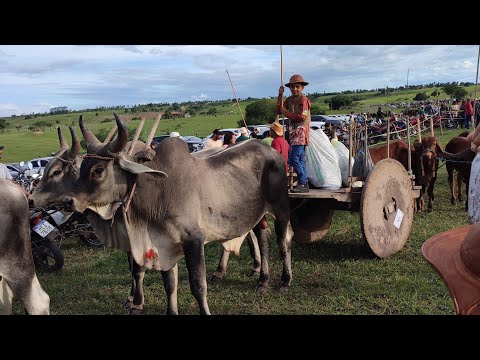 Festa do carro de boi em Rio Real Bahia 2026/Veja como foi