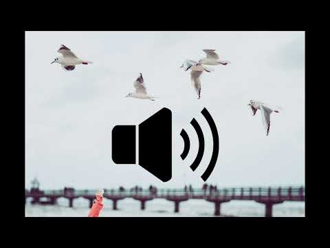 Seagull sound effect