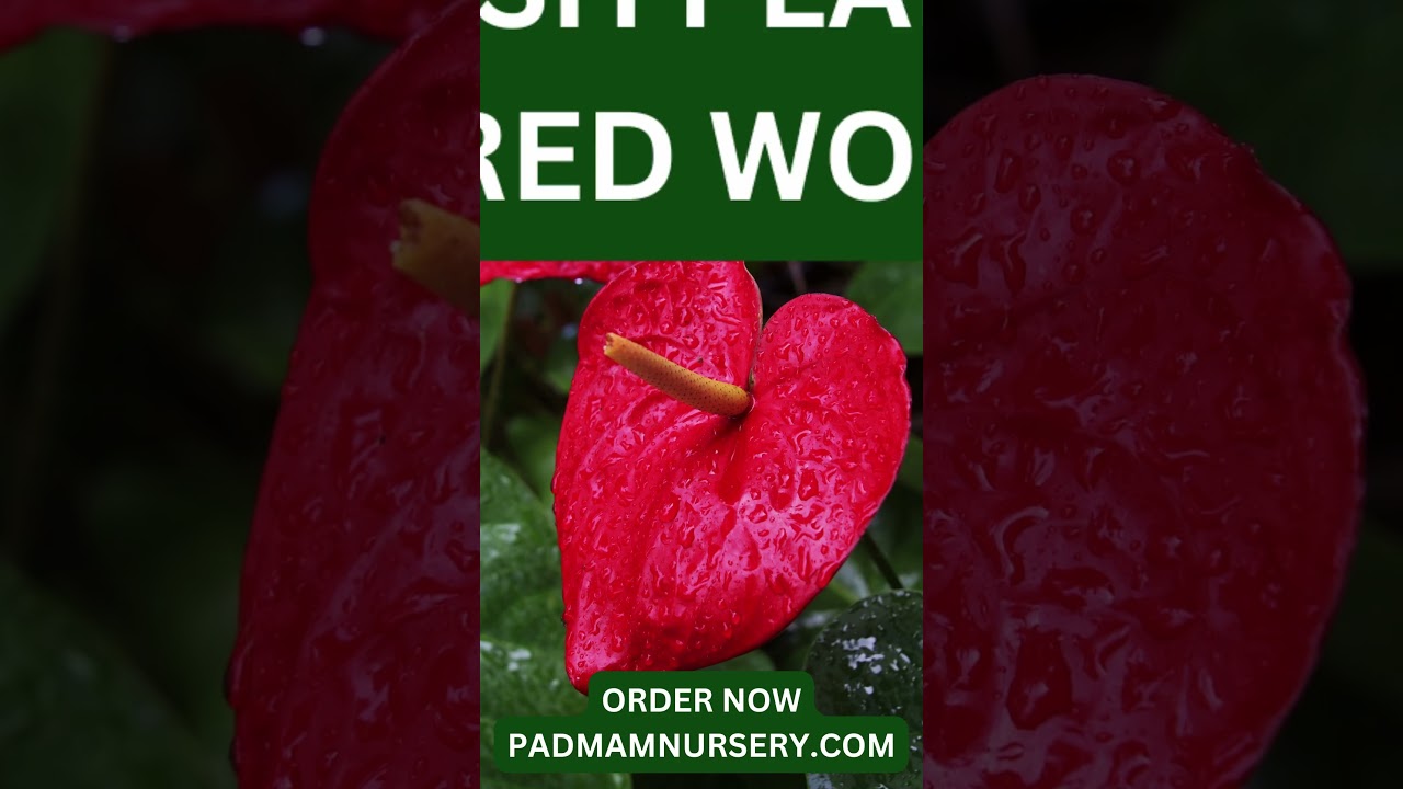 Fresh Anthurium plants online 🌺 - Padmamnursery.com 😊