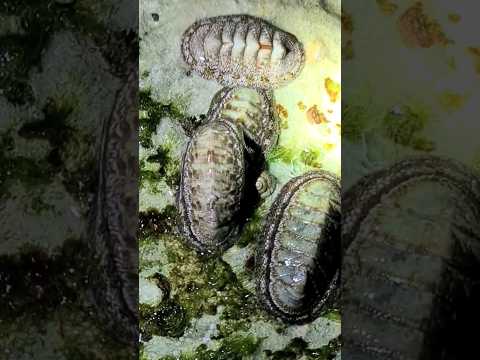 Chiton sea snails tidal pool life Playa del Carmen Mexico #tropical #caribbean #life #nature #wild