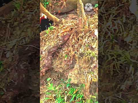 #padmaja#zoological park#darjeeling #red panda#nature beauty#must watch#darjeeling sightseeing#🥰🤩