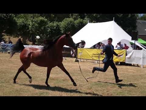 Elran Cup 2018 - Magnum's Fortune KA