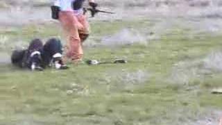 Paintball Nut Shot