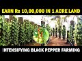 Intensifying Black Pepper Farming Vertical Column Black Pepper Cultivation