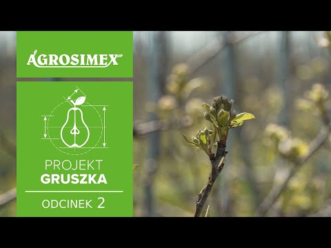 Projekt Gruszka odc. 2 - Sposób na sukces w uprawie grusz | Agrosimex