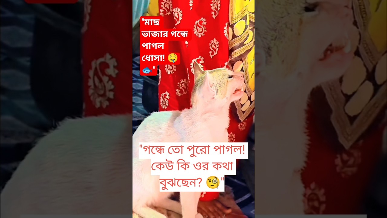 মা মাছ ভাজছে আর ধোসার কাণ্ড দেখুন! 🐟😹 #shorts #cat #dhosa