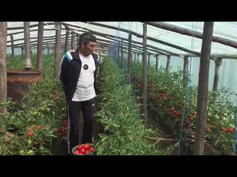 Doru Mușiat, producător tomate din Pătulele - Mehedinți