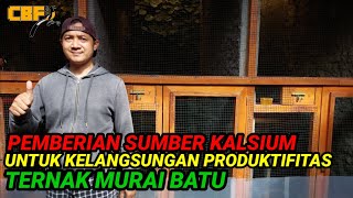 Download lagu PEMBERIAN SUMBER KALSIUM ‼️ UNTUK KELANGSUNGAN PRODUKTIFITAS ‼️TERNAK MURAI BATU mp3