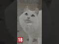 just cats being cats in Baldur's Gate 3 ?