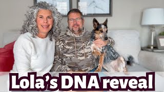 What Is My Australian Cattle Dog Really Mixed With? Lola's DNA Results!