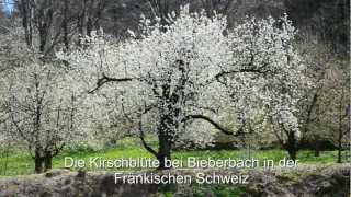 preview picture of video 'Die Kirschblüte bei Bieberbach - Fränkische Schweiz'