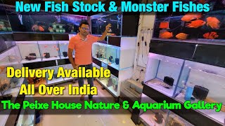 Peixe House Aquarium Brings You the FRESHEST Fish Stock in India!