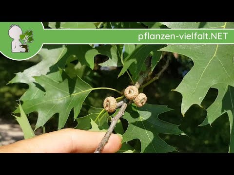 Roteiche - Unreife Früchte - 29.05.18 (Quercus rubra) - Bäume (Früchte) bestimmen