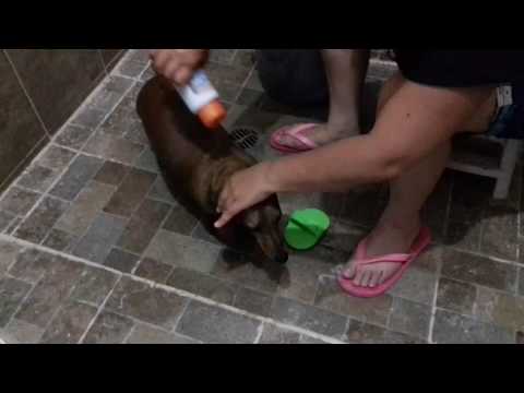 Dog taking a bath +dachshund taking a bath+ganjah 🚿🐶🐾