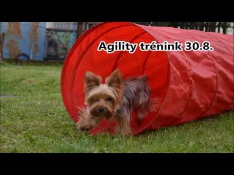 Agility trénink Málkov 30.8.