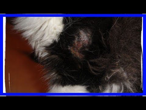 How to get rid of hot spots on cats