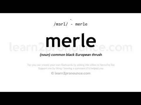 Pronunciation of Merle | Definition of Merle