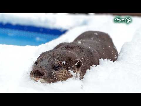 Schwimmen im Schnee?! Otter haben den größten Spaß im tiefen Schnee!