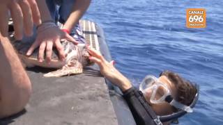 quante-tartarughe-su-litorale-campano