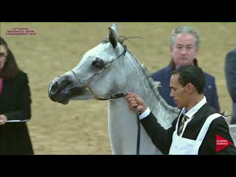 N.179 YASMIN AL WAAB - 21st Qatar National 2018 - Fillies 3 years old (Class 5B)