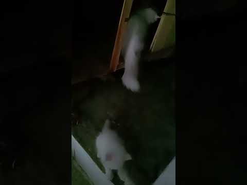 Fifi is playing with Bella 😺🐱