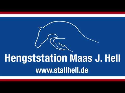 Hengststation Maas J. Hell - Coquetto