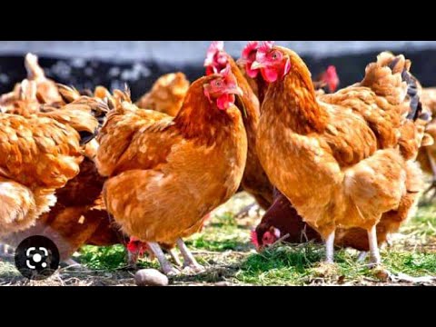 , title : 'How To GET Very RICH Keeping Local Chicken!   (#08)        #poultry #poultryfarming'