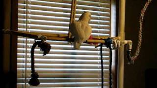 Goof the Goffin Cockatoo dancing to &#39;Here Comes Trouble&quot; by Scatterbrain