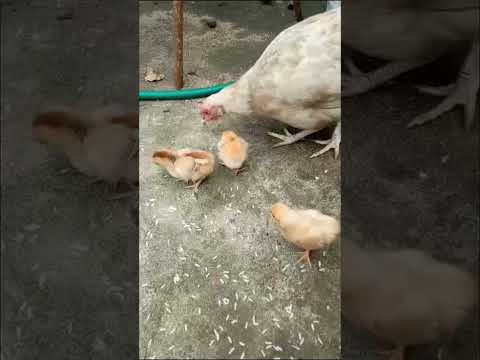 mother and #🐤🐤🐤🐥#🌟2023