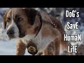 The Call Of The Wild Dog S Safe Human Life Love Status