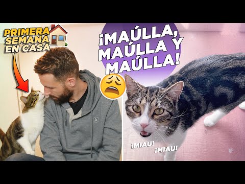 Primera semana de ADAPTACIÓN DE MI GATO EN CASA y ¡NO PARA DE MAULLAR! 🐯🔉😫 | ¿Qué pasos hay que dar?