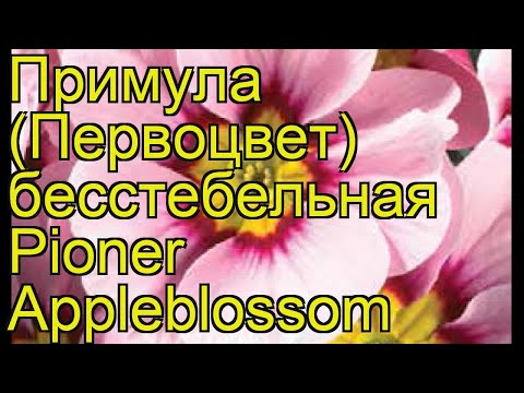 download lagu mp3 mp4 Primula Apple Blossom, download lagu Primula Apple Blossom gratis, unduh video klip Primula Apple Blossom