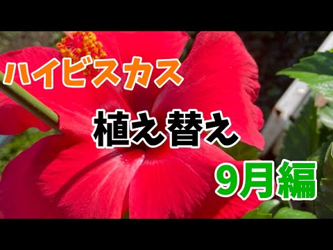 園芸 マーシュハイビスカス、マーシュハイビスカス