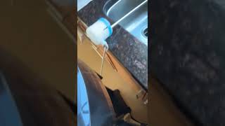 #shorts #primo #waterdispenser
