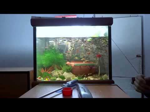 How to make air plants live inside aquarium with the fish