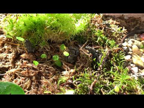 Bombina variegata, Gelbbauchunken, Yellow bellied Toads