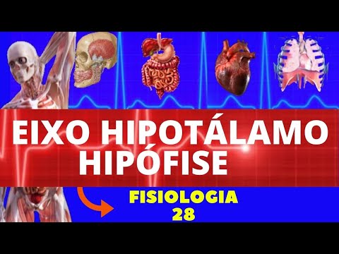 Hypothalamic-Piturium Axis (Endocrine System) - Human Physiology - Endocrine Physiology - Hormones