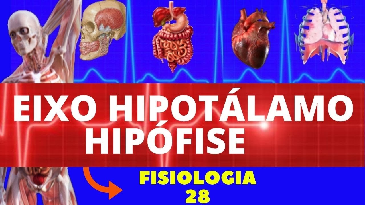 EIXO HIPOTÁLAMO E HIPÓFISE (SISTEMA ENDÓCRINO) - FISIOLOGIA HUMANA - FISIOLOGIA ENDÓCRINA -HORMÔNIOS
