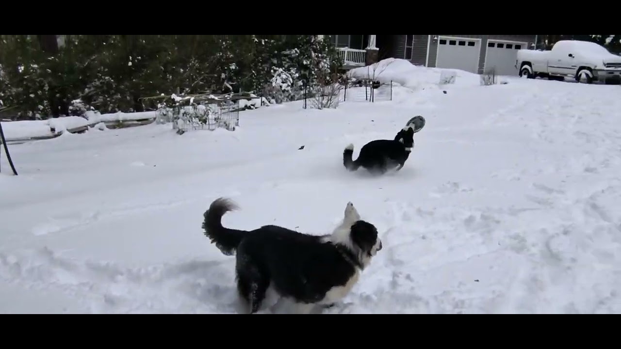 Enlarge COOPER, a ADOPTABLE Border Collie in Chocowinity , NC video 6/6