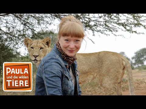 Wie die Löwen leben | Reportage für Kinder | Paula und die wilden Tiere
