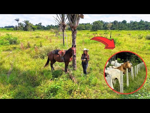 SOZINHA NA LIDA , O TOURO PULOU A CERCA E VAZOU