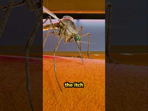 How a Mosquito Suck Your blood