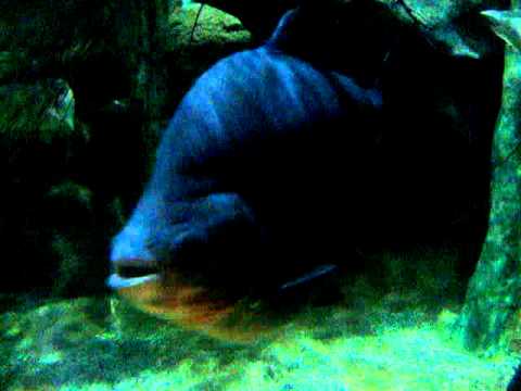 The Tropical Fish of Ocean Park  #2