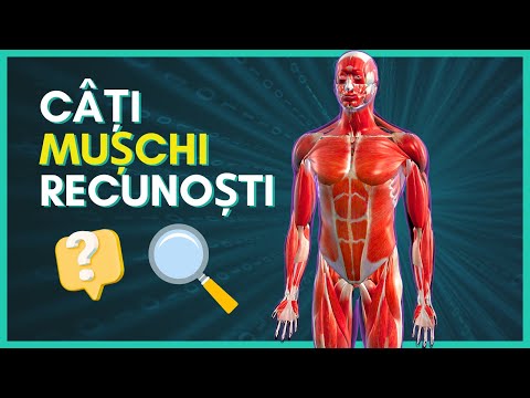 MUSCHII CORPULUI Uman pentru MEDICINA- (biceps, triceps, muschii spatelui, piciorului, abdomen etc)