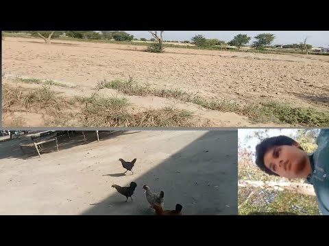 Daily Village Vlog | Vlog life | Mohid Vlog