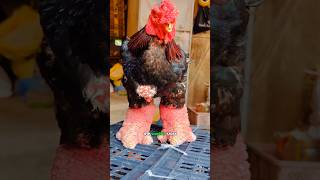 Bigfoot Rooster in the world X Dong Tao #bigfoot #rooster #chicken #wildlife #wildanimals #shorts
