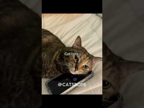Funny cat video# funny animals# videos pets funny #funnycat #funnyanimals #cutecat #cats #funnypets