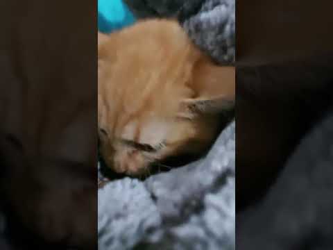 kitten with a liver shunt