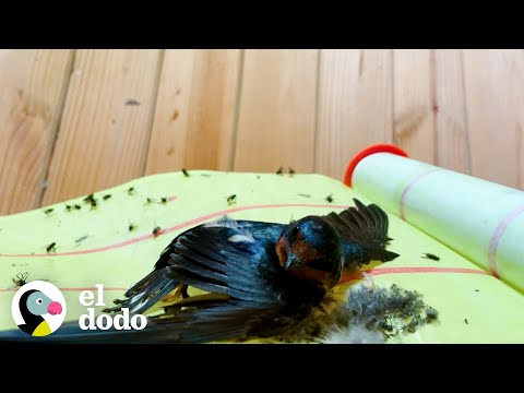 Bird freed from flypaper rushes to see her husband | The Dodo