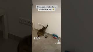 Wenn die Katz für die Katz ist 🤣☝🏻 #kemaltv #lustigevideos #lustig #katzen #cat #cats